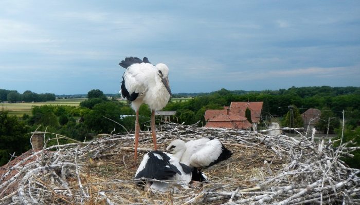 Gólyagyűrűzés