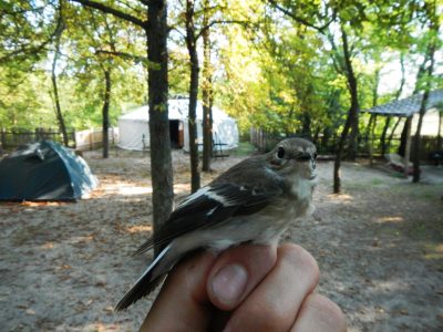 Kormos légykapó